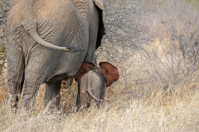 African Safari