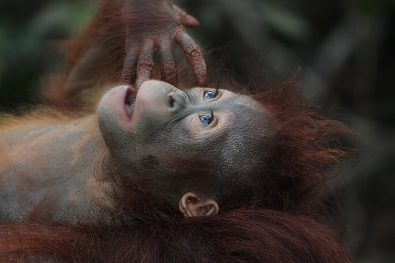 Orangutans in Borneo